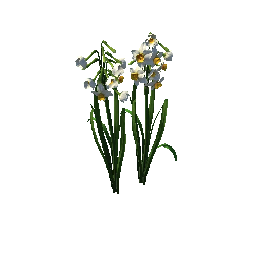Flower Narcissus tazetta1